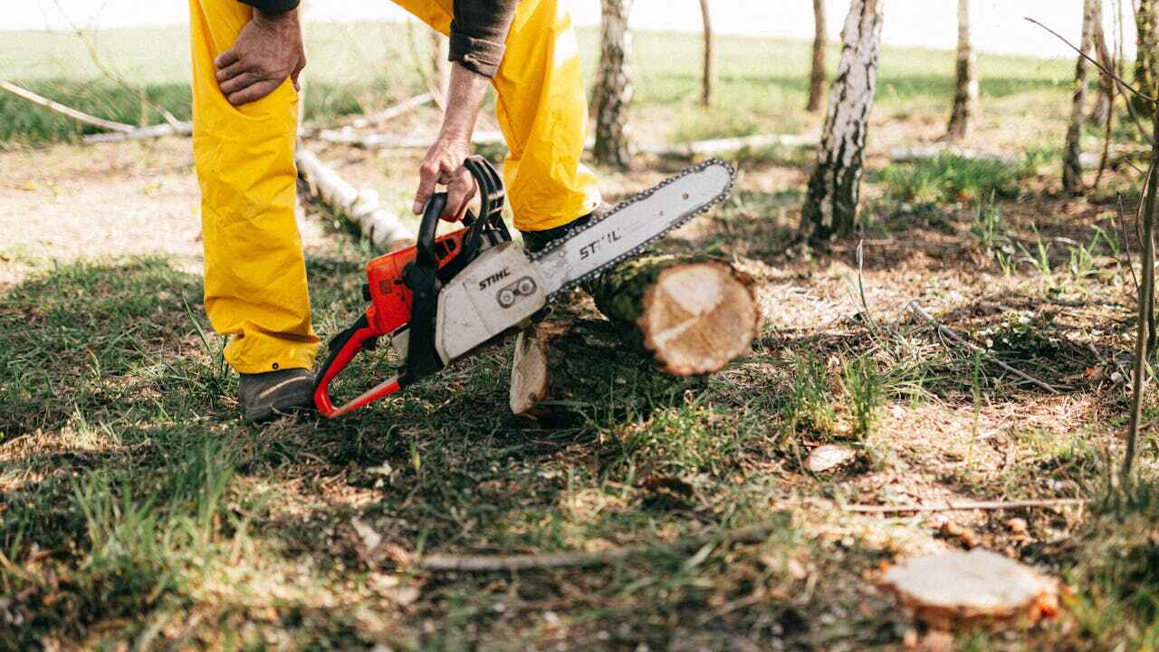 Large Tree Removal in New Cumberland, PA